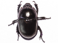 Geotrupes stercorarius